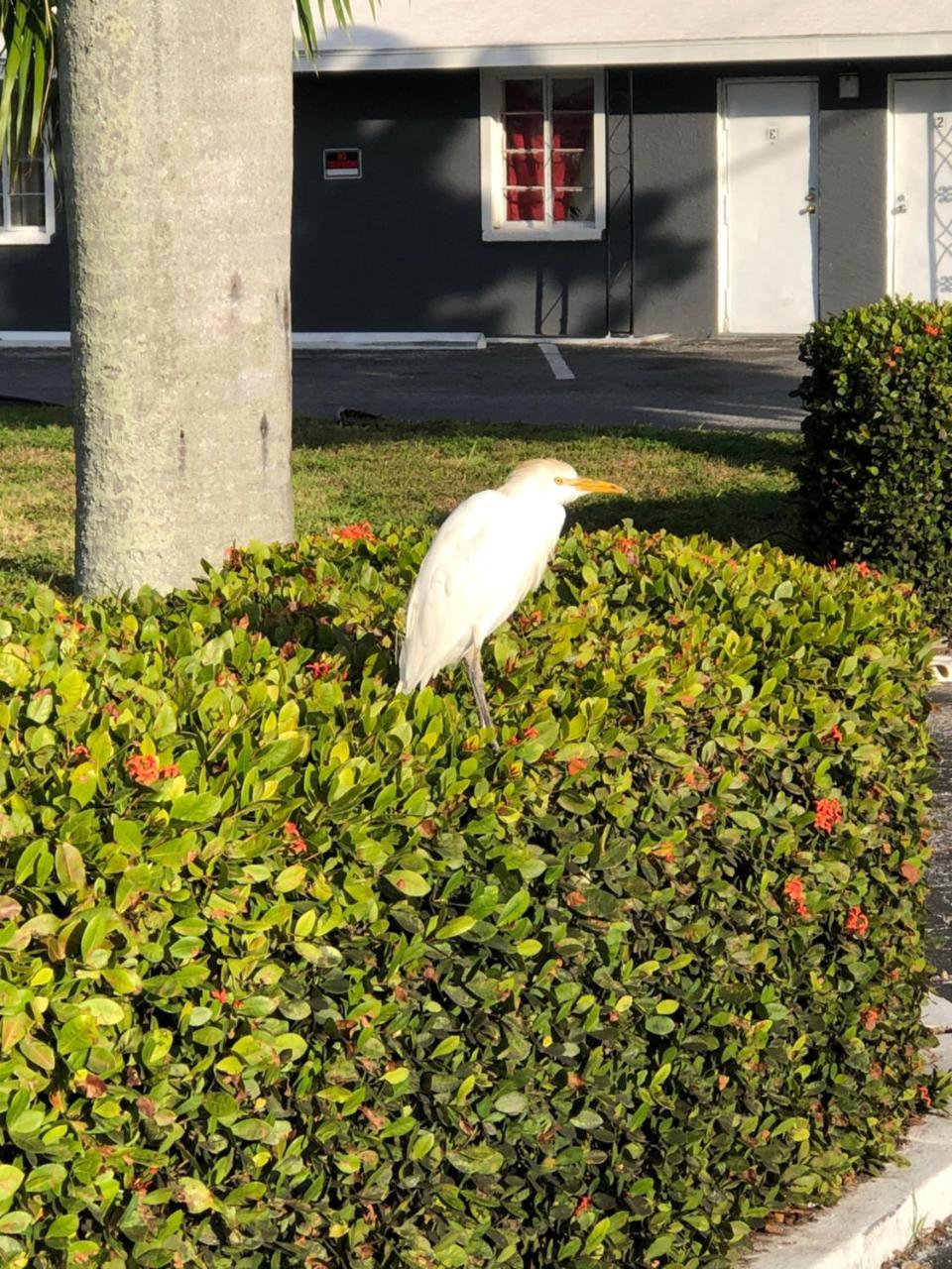 Bay Breeze Inn Bradenton Downtown Bagian luar foto